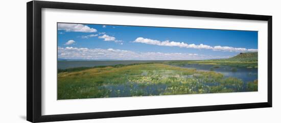Wildflowers in Wetland, Malheur National Wildlife Refuge, Burns, Oregon, USA-null-Framed Premium Photographic Print