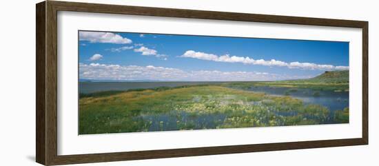 Wildflowers in Wetland, Malheur National Wildlife Refuge, Burns, Oregon, USA-null-Framed Photographic Print