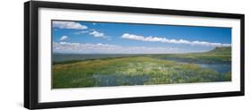 Wildflowers in Wetland, Malheur National Wildlife Refuge, Burns, Oregon, USA-null-Framed Photographic Print