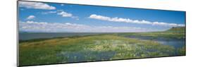 Wildflowers in Wetland, Malheur National Wildlife Refuge, Burns, Oregon, USA-null-Mounted Photographic Print