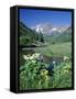 Wildflowers, Maroon Bells, CO-David Carriere-Framed Stretched Canvas