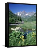 Wildflowers, Maroon Bells, CO-David Carriere-Framed Stretched Canvas