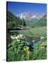 Wildflowers, Maroon Bells, CO-David Carriere-Stretched Canvas