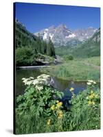 Wildflowers, Maroon Bells, CO-David Carriere-Stretched Canvas