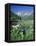 Wildflowers, Maroon Bells, CO-David Carriere-Framed Stretched Canvas