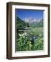 Wildflowers, Maroon Bells, CO-David Carriere-Framed Photographic Print