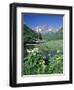 Wildflowers, Maroon Bells, CO-David Carriere-Framed Photographic Print