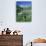 Wildflowers, Maroon Bells, CO-David Carriere-Photographic Print displayed on a wall