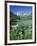 Wildflowers, Maroon Bells, CO-David Carriere-Framed Photographic Print