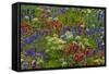 Wildflowers, Mount Timpanogos, Uintah-Wasatch-Cache Nf, Utah-Howie Garber-Framed Stretched Canvas