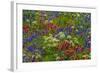 Wildflowers, Mount Timpanogos, Uintah-Wasatch-Cache Nf, Utah-Howie Garber-Framed Photographic Print