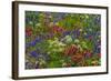 Wildflowers, Mount Timpanogos, Uintah-Wasatch-Cache Nf, Utah-Howie Garber-Framed Photographic Print