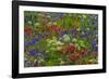 Wildflowers, Mount Timpanogos, Uintah-Wasatch-Cache Nf, Utah-Howie Garber-Framed Photographic Print