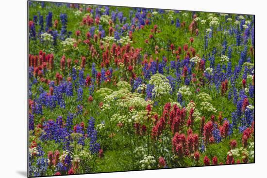 Wildflowers, Mount Timpanogos, Uintah-Wasatch-Cache Nf, Utah-Howie Garber-Mounted Photographic Print
