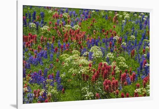 Wildflowers, Mount Timpanogos, Uintah-Wasatch-Cache Nf, Utah-Howie Garber-Framed Photographic Print