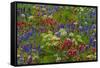 Wildflowers, Mount Timpanogos, Uintah-Wasatch-Cache Nf, Utah-Howie Garber-Framed Stretched Canvas