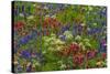 Wildflowers, Mount Timpanogos, Uintah-Wasatch-Cache Nf, Utah-Howie Garber-Stretched Canvas