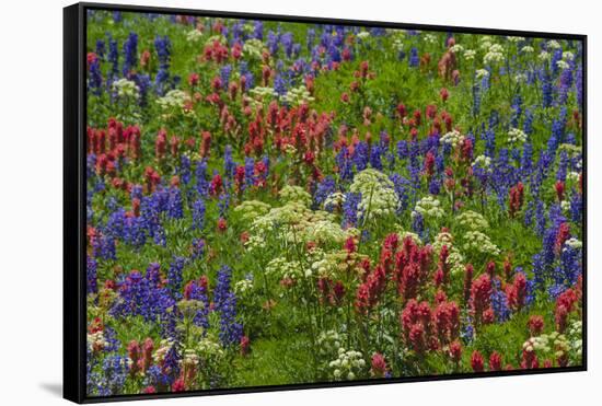 Wildflowers, Mount Timpanogos, Uintah-Wasatch-Cache Nf, Utah-Howie Garber-Framed Stretched Canvas