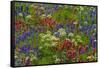 Wildflowers, Mount Timpanogos, Uintah-Wasatch-Cache Nf, Utah-Howie Garber-Framed Stretched Canvas