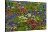 Wildflowers, Mount Timpanogos, Uintah-Wasatch-Cache Nf, Utah-Howie Garber-Stretched Canvas