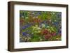 Wildflowers, Mount Timpanogos, Uintah-Wasatch-Cache Nf, Utah-Howie Garber-Framed Photographic Print