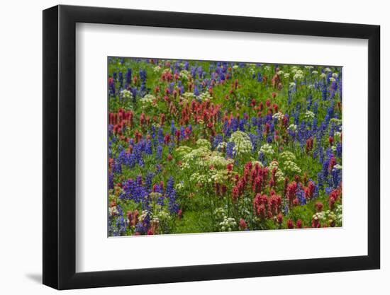 Wildflowers, Mount Timpanogos, Uintah-Wasatch-Cache Nf, Utah-Howie Garber-Framed Photographic Print