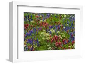 Wildflowers, Mount Timpanogos, Uintah-Wasatch-Cache Nf, Utah-Howie Garber-Framed Photographic Print