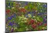 Wildflowers, Mount Timpanogos, Uintah-Wasatch-Cache Nf, Utah-Howie Garber-Mounted Photographic Print