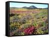 Wildflowers Near Lake Cuyamaca and Stonewall Peak, Cuyamaca Rancho State Park, California, USA-Christopher Talbot Frank-Framed Stretched Canvas