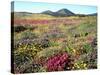 Wildflowers Near Lake Cuyamaca and Stonewall Peak, Cuyamaca Rancho State Park, California, USA-Christopher Talbot Frank-Stretched Canvas