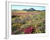 Wildflowers Near Lake Cuyamaca and Stonewall Peak, Cuyamaca Rancho State Park, California, USA-Christopher Talbot Frank-Framed Photographic Print