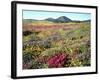 Wildflowers Near Lake Cuyamaca and Stonewall Peak, Cuyamaca Rancho State Park, California, USA-Christopher Talbot Frank-Framed Photographic Print