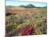 Wildflowers Near Lake Cuyamaca and Stonewall Peak, Cuyamaca Rancho State Park, California, USA-Christopher Talbot Frank-Mounted Photographic Print