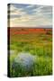 Wildflowers near Lancaster, California-Vincent James-Stretched Canvas