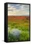 Wildflowers near Lancaster, California-Vincent James-Framed Stretched Canvas