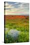 Wildflowers near Lancaster, California-Vincent James-Stretched Canvas