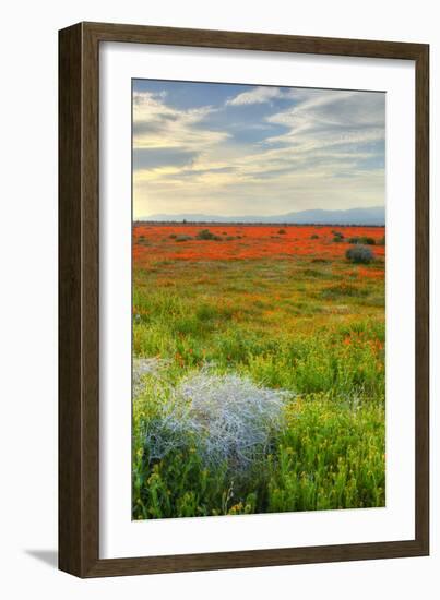 Wildflowers near Lancaster, California-Vincent James-Framed Photographic Print