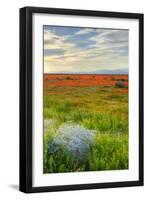 Wildflowers near Lancaster, California-Vincent James-Framed Photographic Print