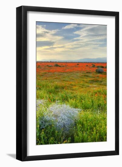 Wildflowers near Lancaster, California-Vincent James-Framed Photographic Print