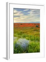 Wildflowers near Lancaster, California-Vincent James-Framed Photographic Print