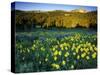 Wildflowers Near Lionshead Mountain, Gallatin National Forest, West Yellowstone, Montana, USA-Chuck Haney-Stretched Canvas