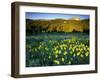 Wildflowers Near Lionshead Mountain, Gallatin National Forest, West Yellowstone, Montana, USA-Chuck Haney-Framed Photographic Print