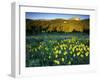 Wildflowers Near Lionshead Mountain, Gallatin National Forest, West Yellowstone, Montana, USA-Chuck Haney-Framed Photographic Print