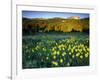 Wildflowers Near Lionshead Mountain, Gallatin National Forest, West Yellowstone, Montana, USA-Chuck Haney-Framed Photographic Print