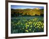 Wildflowers Near Lionshead Mountain, Gallatin National Forest, West Yellowstone, Montana, USA-Chuck Haney-Framed Photographic Print