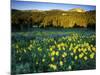 Wildflowers Near Lionshead Mountain, Gallatin National Forest, West Yellowstone, Montana, USA-Chuck Haney-Mounted Photographic Print