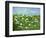 Wildflowers of Finland-Herb Dickinson-Framed Photographic Print