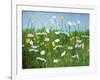 Wildflowers of Finland-Herb Dickinson-Framed Photographic Print