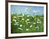 Wildflowers of Finland-Herb Dickinson-Framed Photographic Print