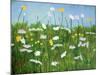 Wildflowers of Finland-Herb Dickinson-Mounted Photographic Print